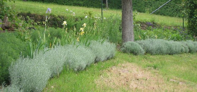 Hecke_Helichriyssum.jpg