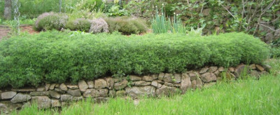 Hecke_Artemisia_abrotatum.jpg