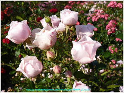 Sweet_Meidiland_Meilland2003_01.jpg