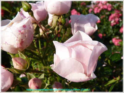 Sweet_Meidiland_Meilland2003_02.jpg