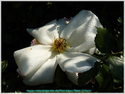White_Haze_Tantau2002.jpg