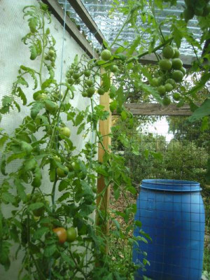 Herbsttomaten.jpg