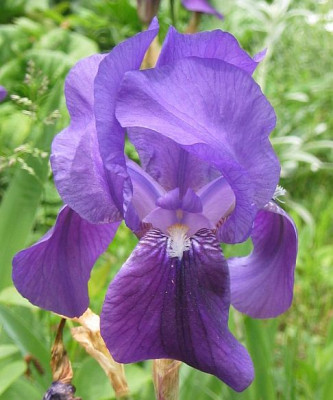 Iris_barbarta_eliator_blau_050516.jpg