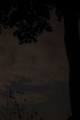 Orion.Baum_filtered.jpg