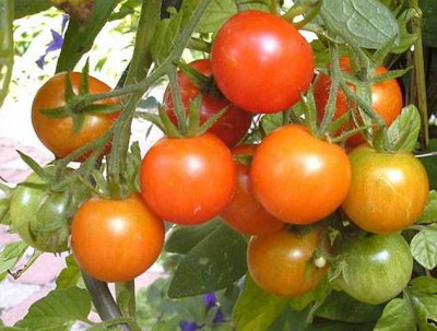 K640_Kopie_von_Bernardys_Gartenfreund__7.15__3.JPG