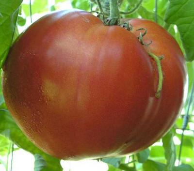 K800_Kopie_von_Nonna_Antonia__9.4__4.JPG