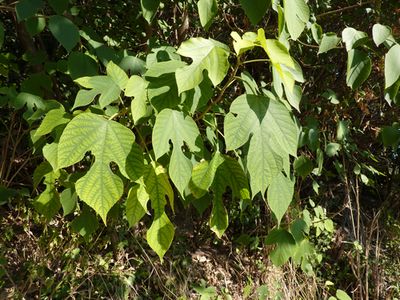 unbekannter_Baum_Fars_2011.jpg