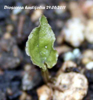 hastifolia.jpg