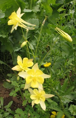 aquilegia_gelb_0251.jpg
