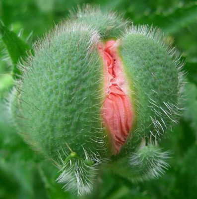 mohn.JPG