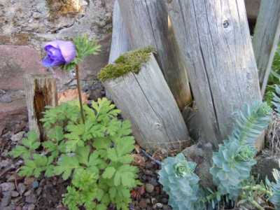 anemone_coronaria.JPG