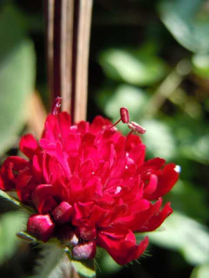 knautia.JPG