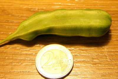 Aristolochia_macrophylla0000.jpg