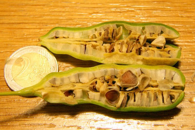 Aristolochia_macrophylla0001.jpg