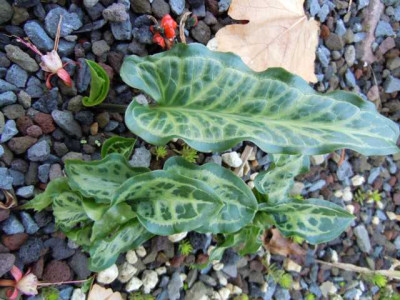 arum_italicum.JPG