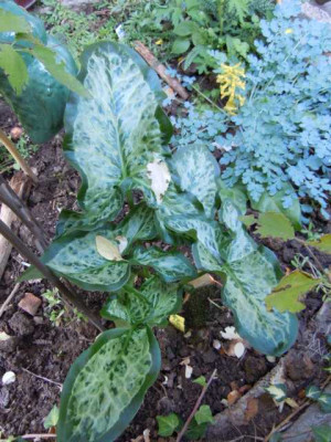 Arum_chamealeon_corydalis.JPG