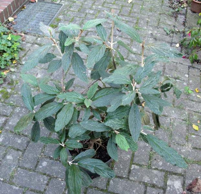 Viiburnum_ganz_Gartenpur.jpg