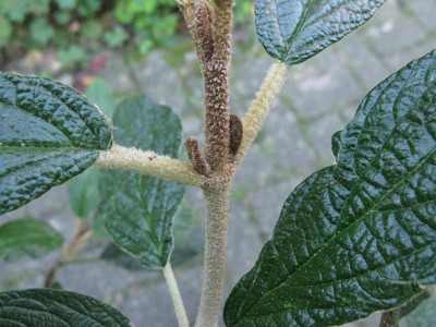 Viburnum_Detail_1_Gartenpur.jpg