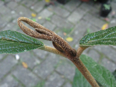 Viburnum_Detail_2_Gartenpur.jpg