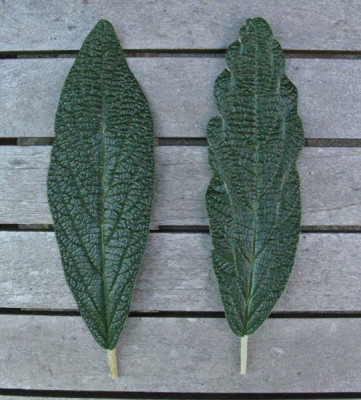 Viburnum_Laub_Gartenpur.jpg