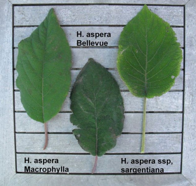 Bellevue_Laubvergleich_Gartenpur.jpg