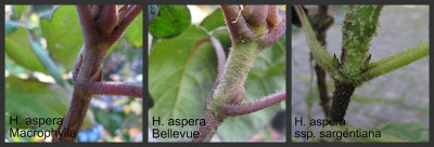 Bellevue_Vergleich_2_Gartenpur.jpg