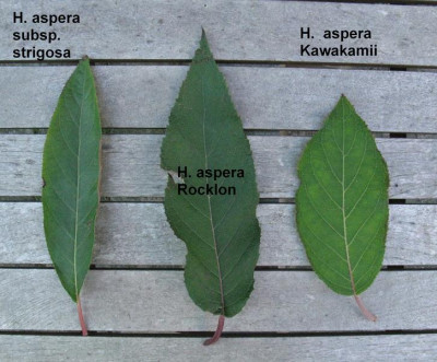 Rocklon_Laubvergleich_Gartenpur.jpg
