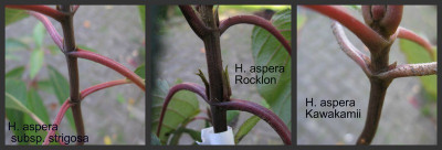 Rocklon_Vergleich_2_Gartenpur.jpg