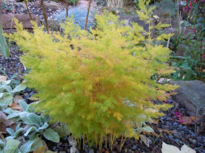 asparagus_tenuifolius.JPG