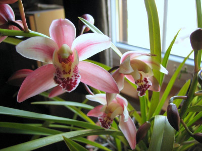 Cymbidium_rosa_2011.JPG
