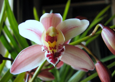 Cymbidium_rosa_2.JPG