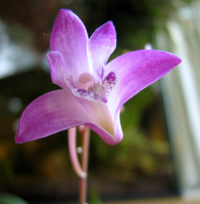 Dendrobium_kingianum_2011.JPG