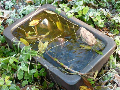 Vogeltraenke_23102011.jpg