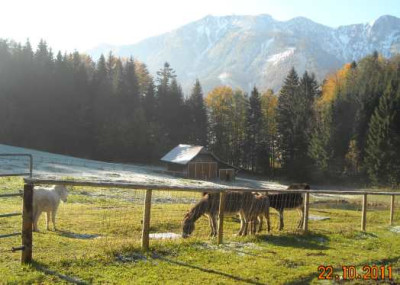 DSCN0567_eselfamilie_hochsteinalm.jpg