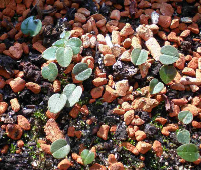 GP_Cyclamen_coum_Staudo_2011e.jpg