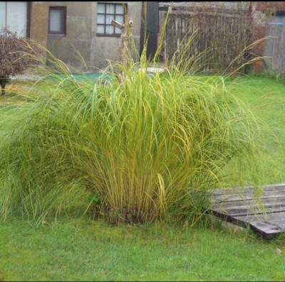 Spartina_o_a.jpg