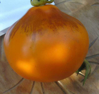 K800_japanskij_Truffel_Orenge__7.24__3__gro.JPG