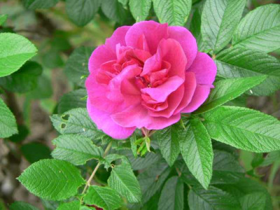 Rose_unterwegs.jpg