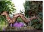 DSC01920pur.jpg