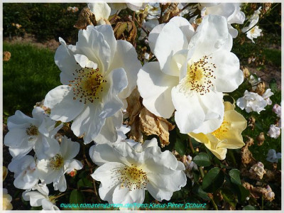 Autumn_Delight_Bentall1933_01.jpg