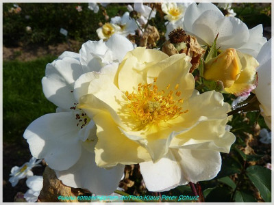 Autumn_Delight_Bentall1933_02.jpg