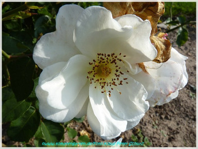 Autumn_Delight_Bentall1933_04.jpg