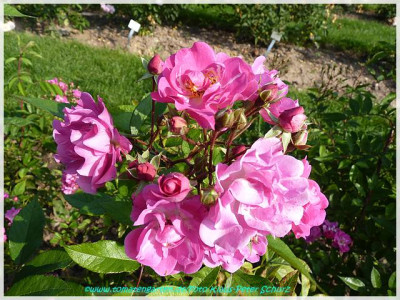 Belinad_Bentall1936_01.jpg
