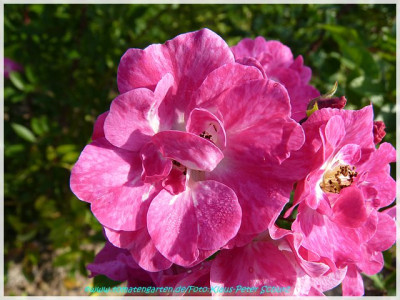 Belinad_Bentall1936_02.jpg