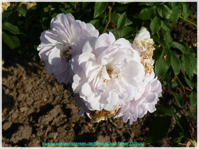 Champneys_Pink_Cluster_Champney1810_01.jpg