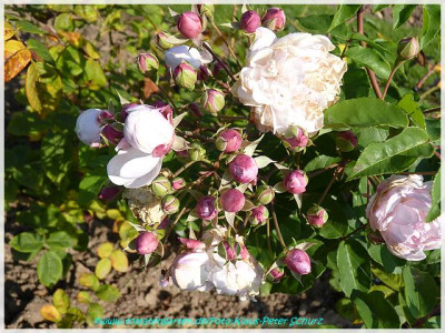 Champneys_Pink_Cluster_Champney1810_02.jpg