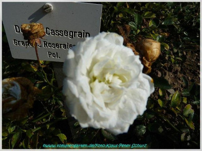 Denise_Cassegrain1922_02.jpg