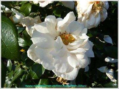 Lions_Rose_Kordes200.jpg