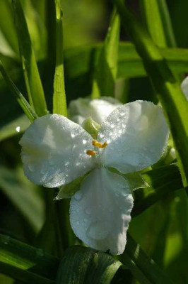 Dreimasterblume_16-05-05.jpg