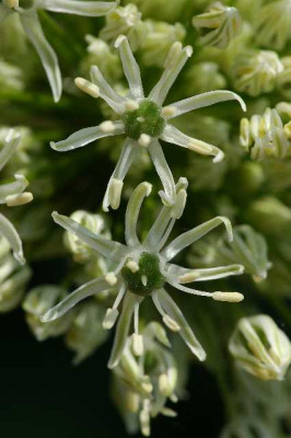 Allium_-_ganz_in_Weiss_16-05-05.jpg